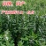 信研节节高芝麻种子高纯高产芝麻种子耐旱耐贫瘠抗倒伏