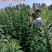 信研节节高芝麻种子高纯高产芝麻种子耐旱耐贫瘠抗倒伏