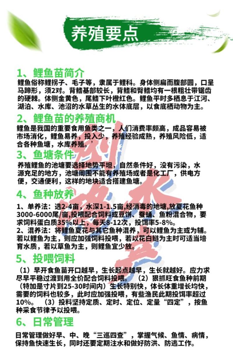 【2023新苗】鲤鱼苗红鲤鱼苗放生鱼供应大量批发