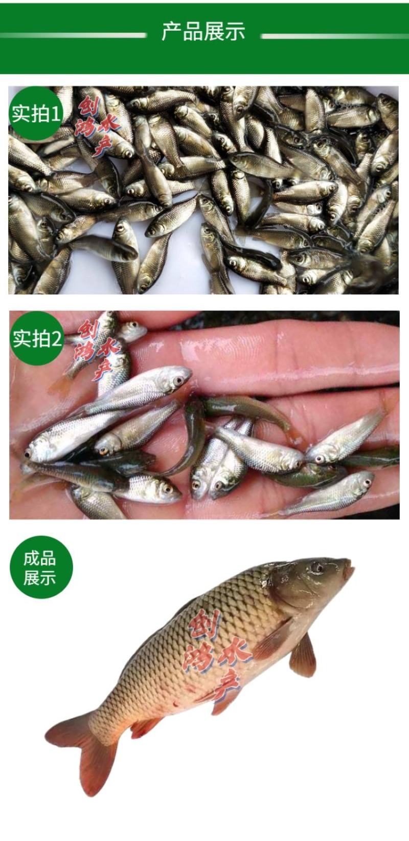 【2023新苗】优质鲤鱼苗鲤鱼水花放生鱼淡水鱼苗