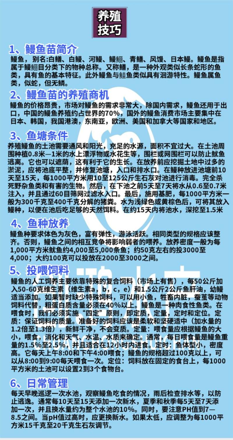 【2023新苗】鳗鱼苗白鳗苗日本鳗鱼苗出售白鳝苗