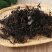 海藻中药材药用海藻干落首海萝乌菜海带花中草药店
