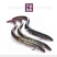 2023新苗日本鳗鱼苗白鳝苗花鳗鱼苗花锦鳝鳗鲡苗
