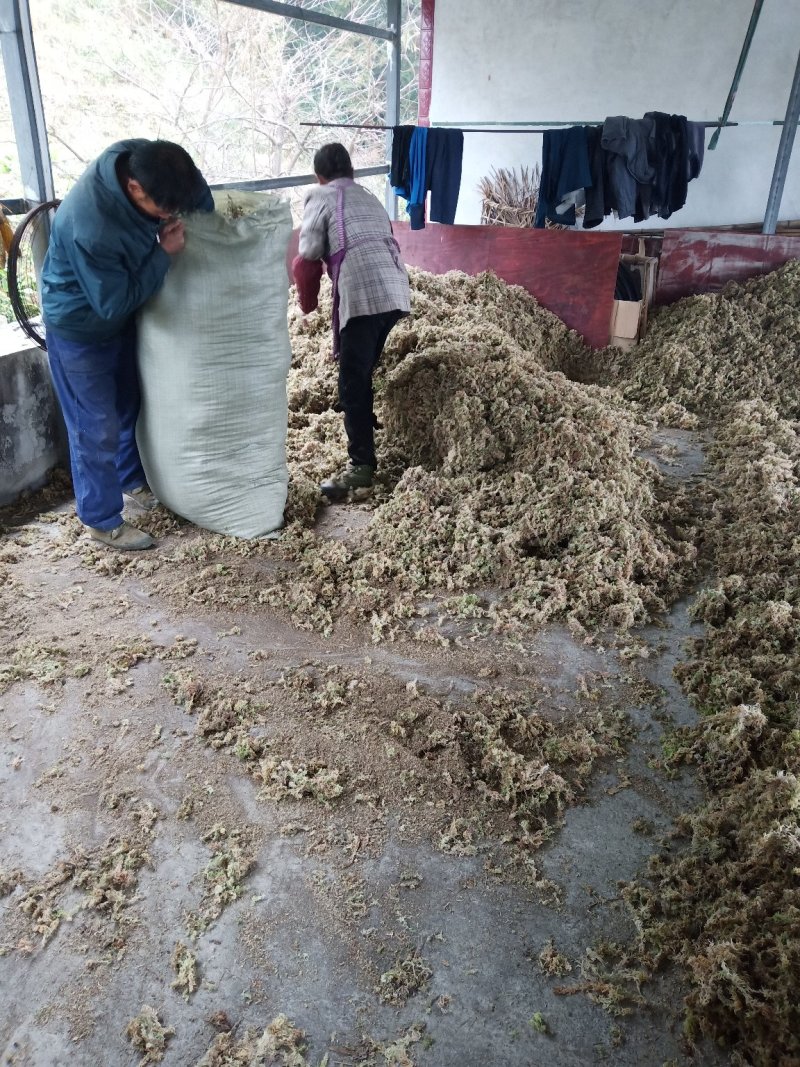 高山水苔，产地直供