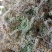 高山水苔，产地直供