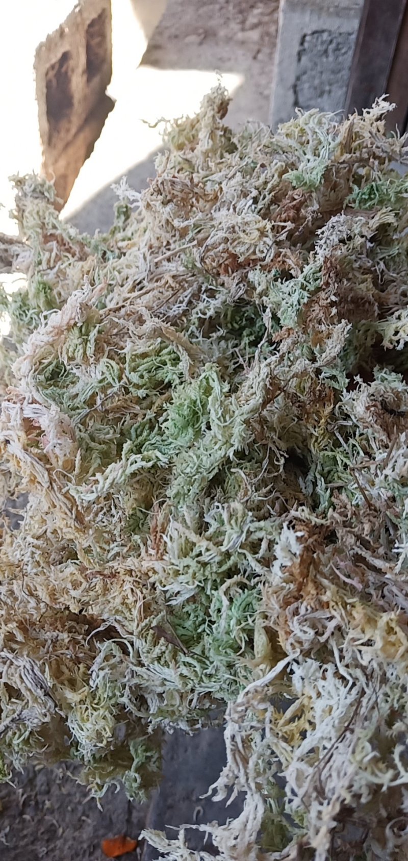 高山水苔，产地直供