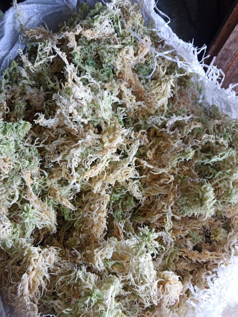 高山水苔，产地直供