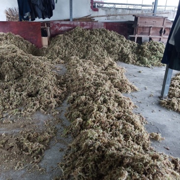 高山水苔，产地直供