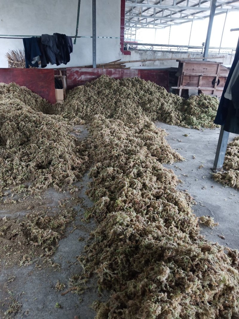 高山水苔，产地直供