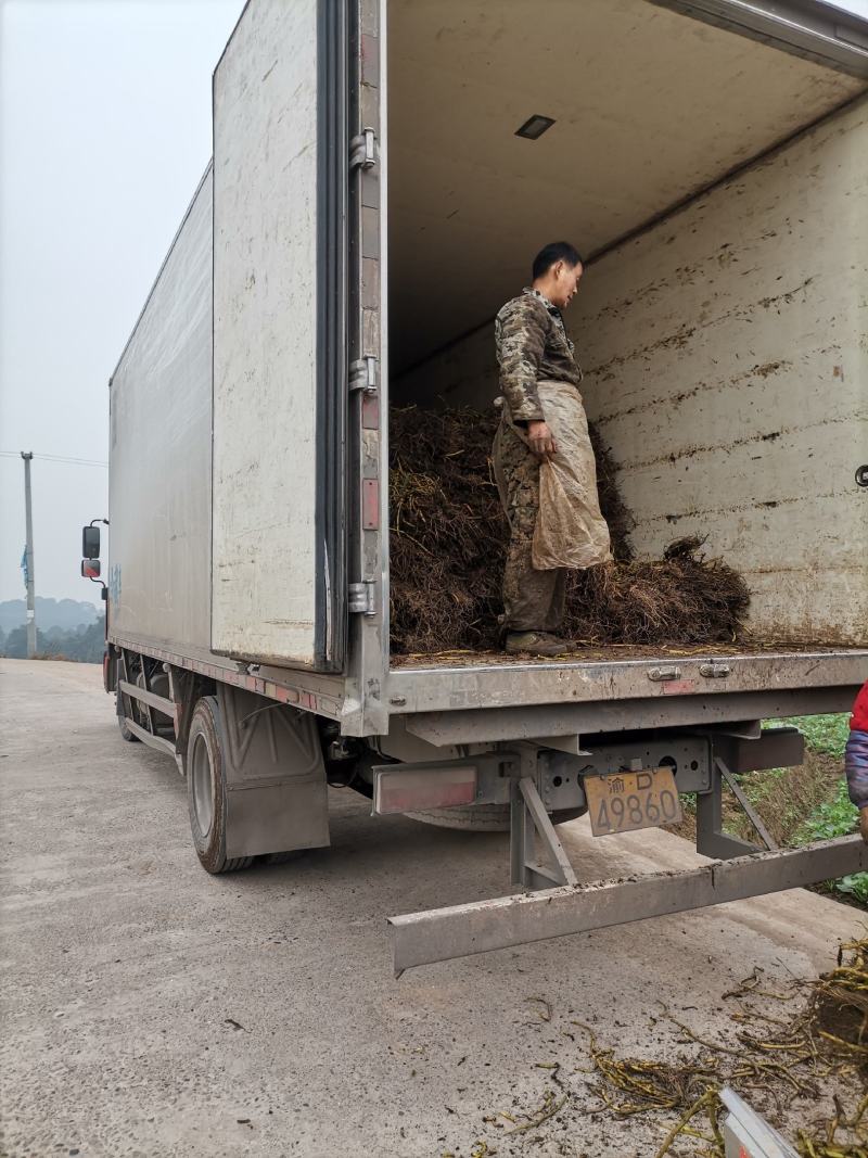 基地空心菜种藤，空心菜老杆藤，立杆种藤提前预订