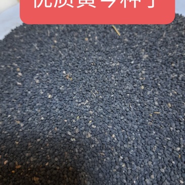 优质新黄芩种子，籽粒饱满，