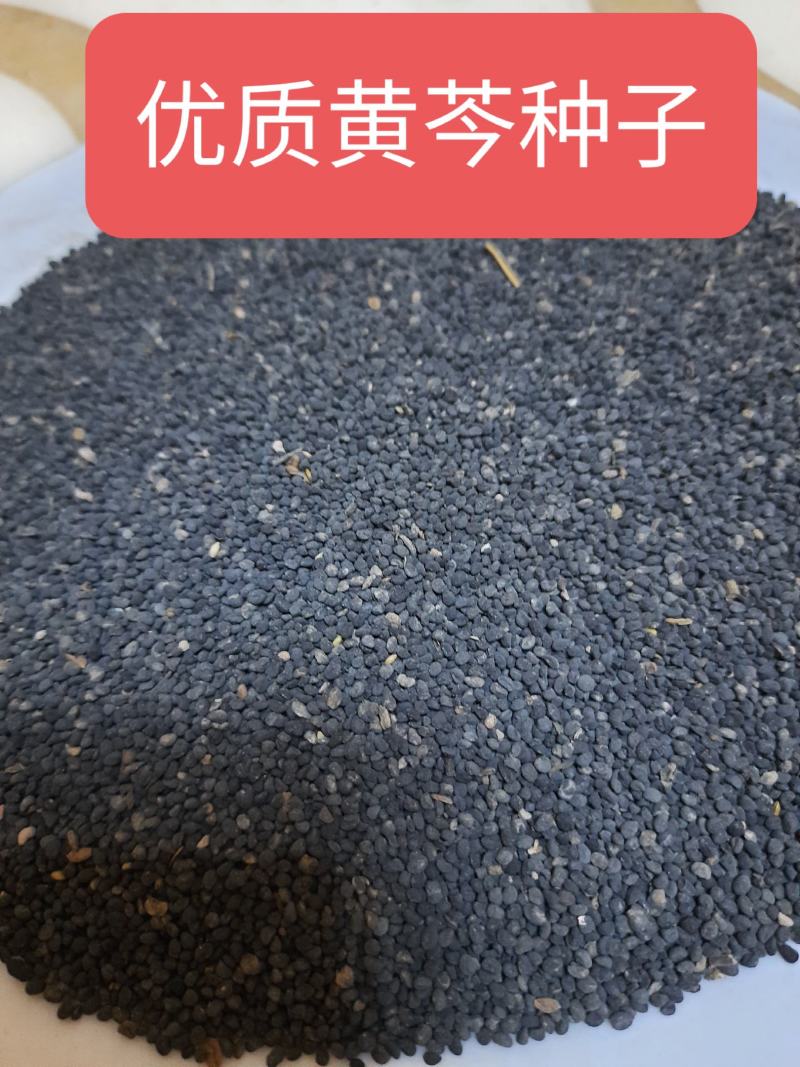 优质新黄芩种子，籽粒饱满，