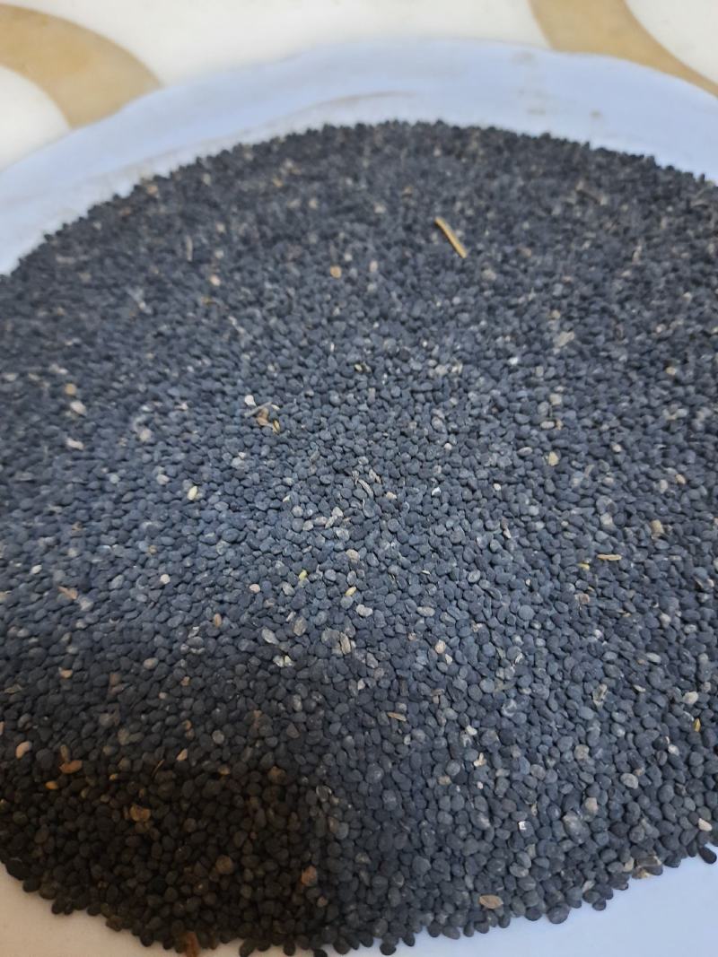 优质新黄芩种子，籽粒饱满，