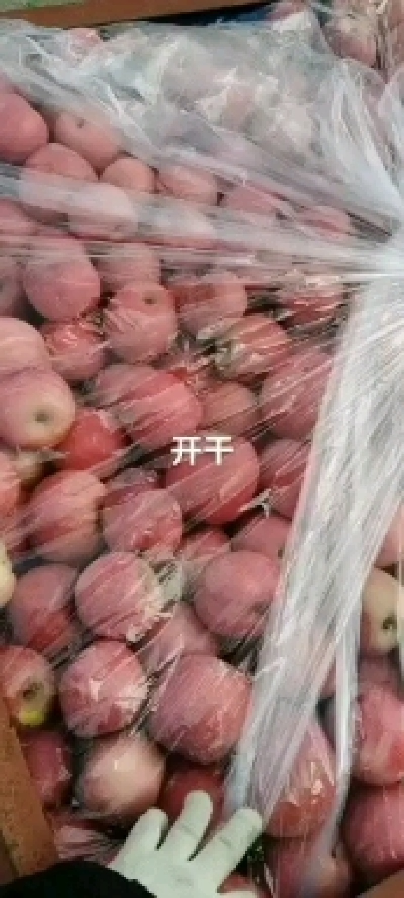 烟台苹果开始大量出库供应