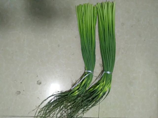 一斤蒜薹实物展示图,展示约30-40根蒜薹的视觉效果 蒜薹实物图