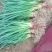 小葱，一手货源，产地直销