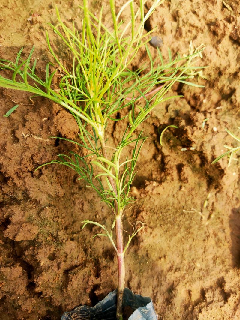 美丽的波斯菊#格桑花，娇艳欲滴，基地直发，成活率高，全国发货