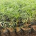 美丽的波斯菊#格桑花，娇艳欲滴，基地直发，成活率高，全国发货