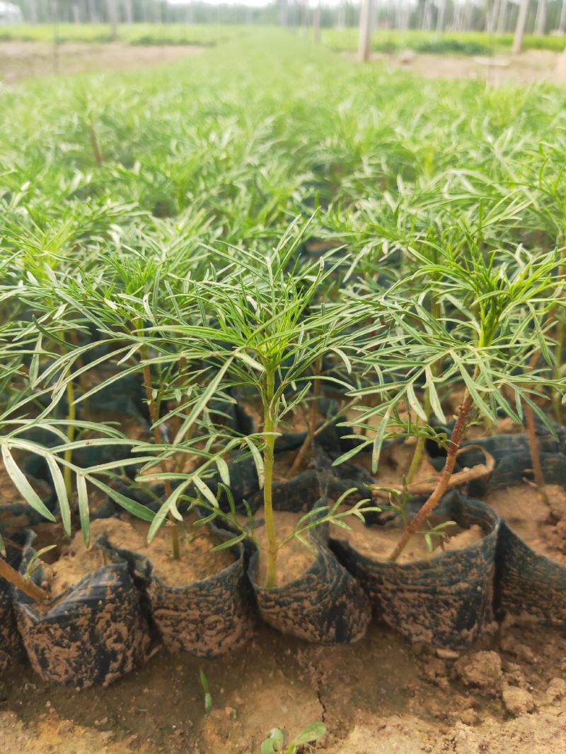 美丽的波斯菊#格桑花，娇艳欲滴，基地直发，成活率高，全国发货