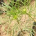 美丽的波斯菊#格桑花，娇艳欲滴，基地直发，成活率高，全国发货