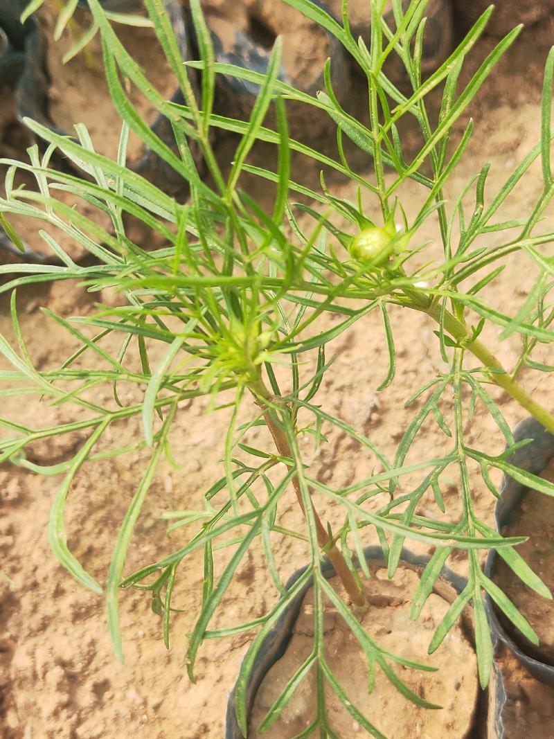 美丽的波斯菊#格桑花，娇艳欲滴，基地直发，成活率高，全国发货