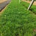美丽的波斯菊#格桑花，娇艳欲滴，基地直发，成活率高，全国发货