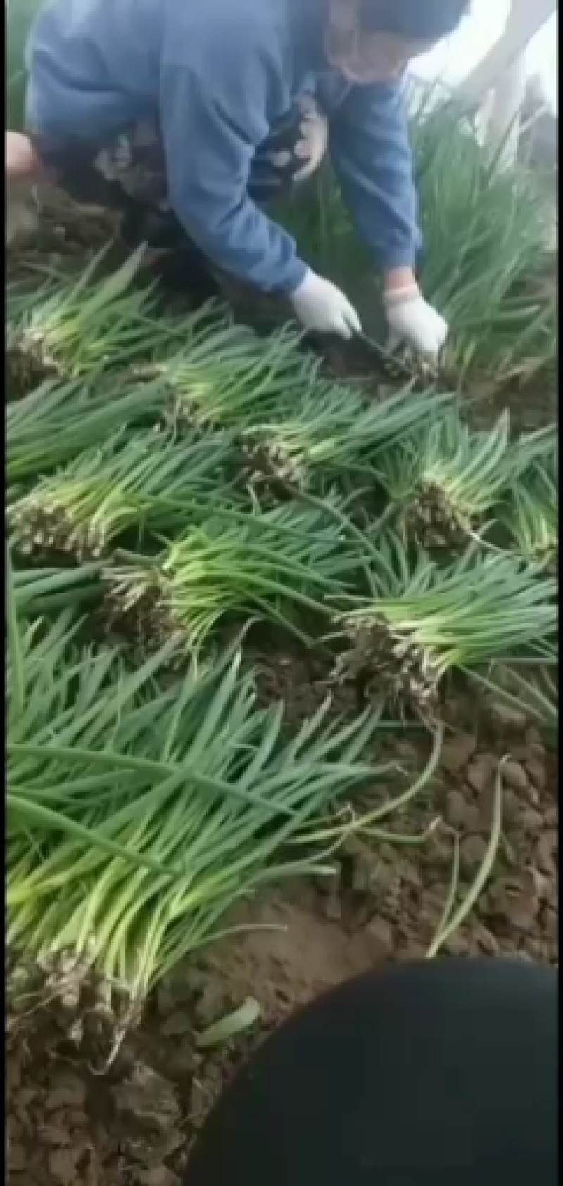 小葱，一手货源，产地直销