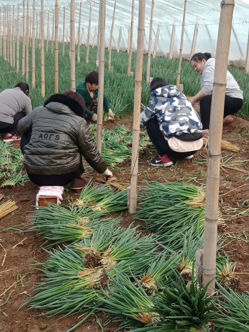 小葱，一手货源，产地直销