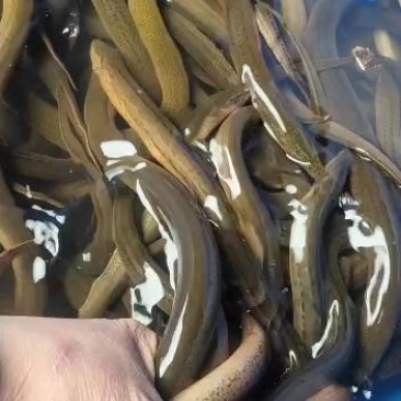 黄鳝土鳝鱼农村土鳝鱼淡水鳝鱼黄肚皮鳝鱼纯土鳝鱼