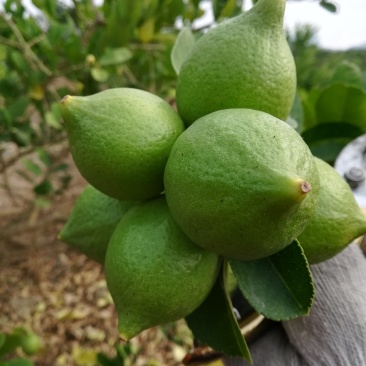 广东皮薄无核广东香水柠檬量大从优产地直接发货欢迎