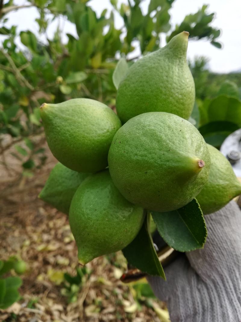 广东皮薄无核广东香水柠檬量大从优产地直接发货欢迎
