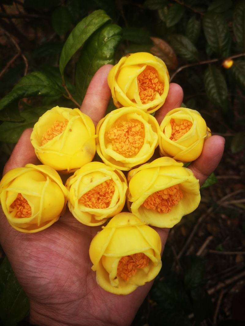 茶树苗防城防普金花茶原生种子苗及树