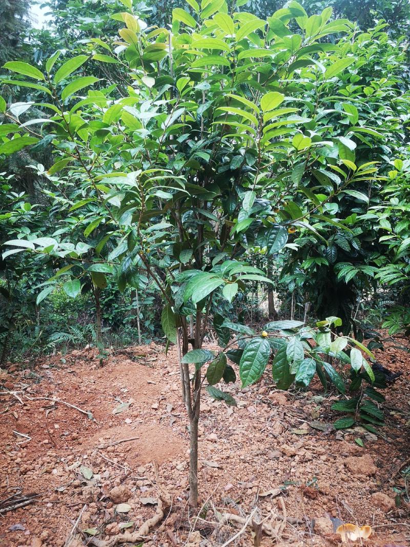 茶树苗防城防普金花茶原生种子苗及树