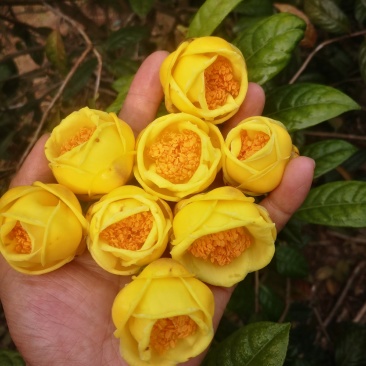 茶树苗防城防普金花茶原生种子苗及树