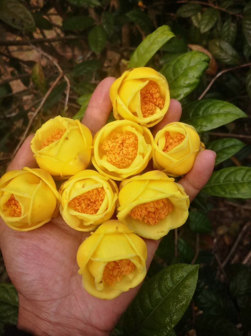 茶树苗防城防普金花茶原生种子苗及树