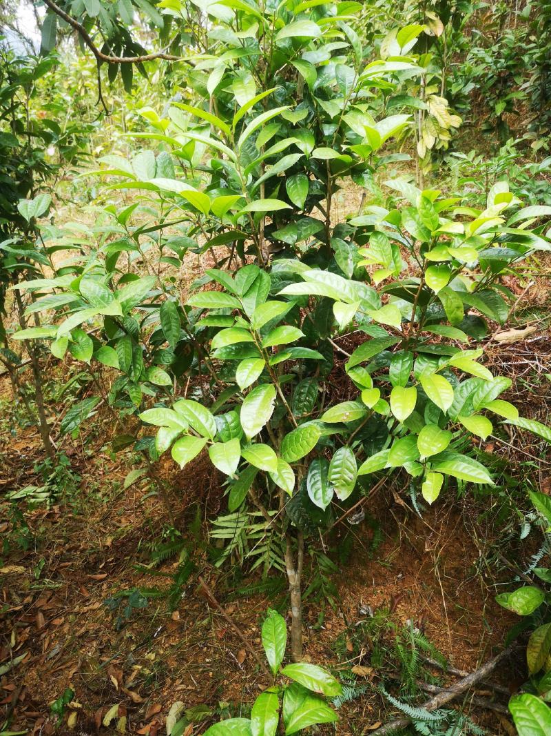茶树苗防城防普金花茶原生种子苗及树