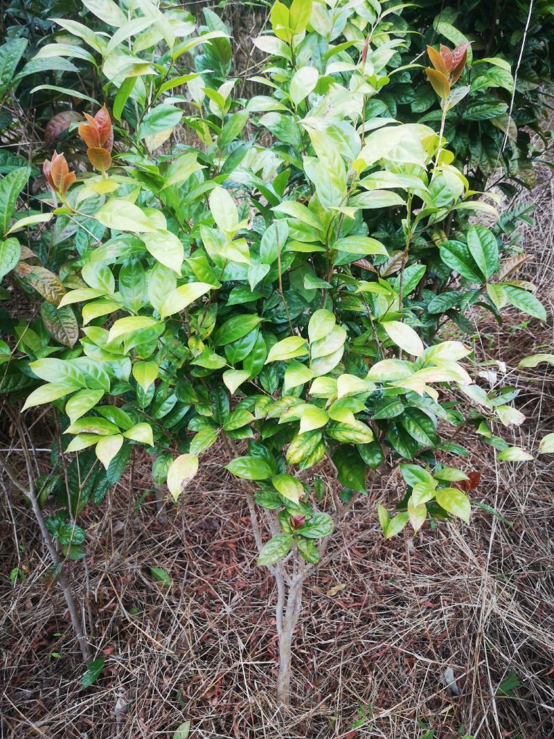 茶树苗防城防普金花茶原生种子苗及树