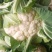 优质花菜，花色乳白，平均2~3斤，诚信合作，代发全国