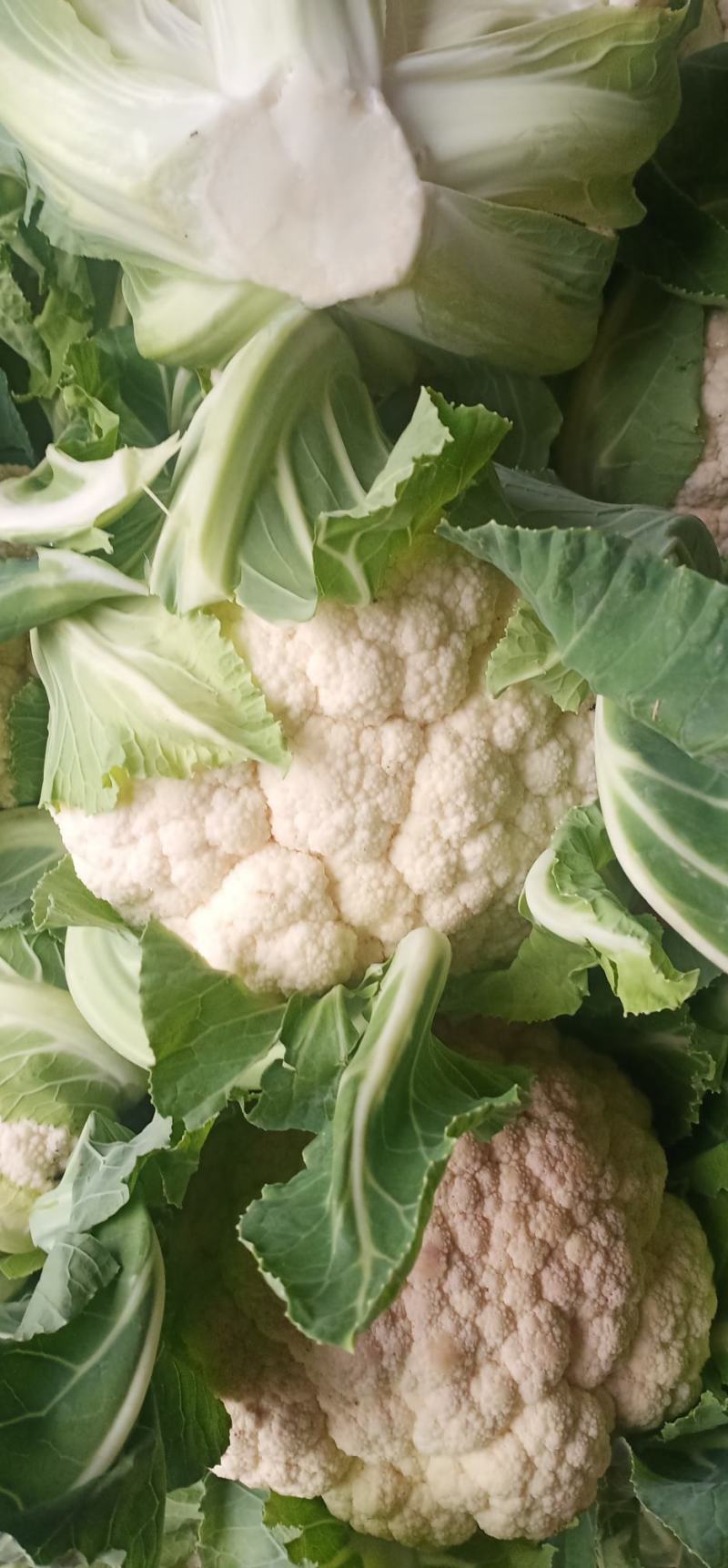 优质花菜，花色乳白，平均2~3斤，诚信合作，代发全国