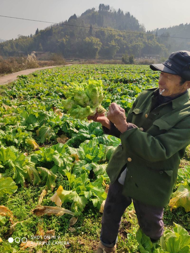 基地自种儿菜，质量好