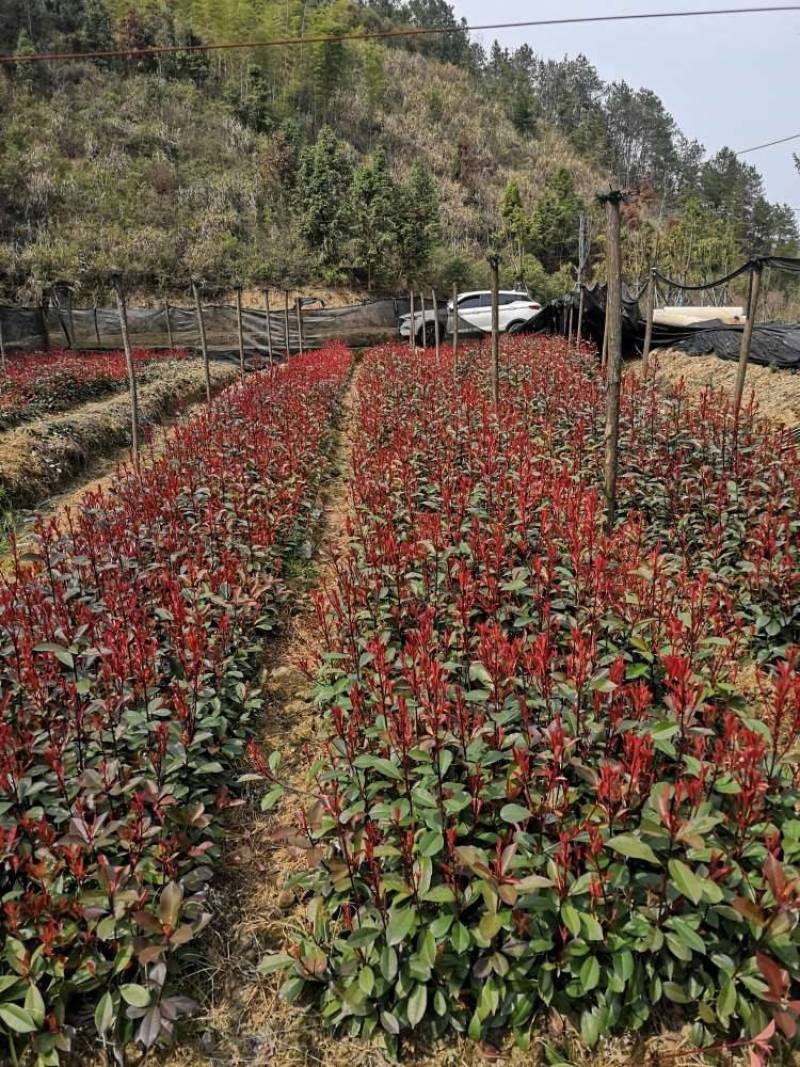 红叶石楠苗红叶石楠树桂花苗，杜鹃苗，金森女贞，红继木苗