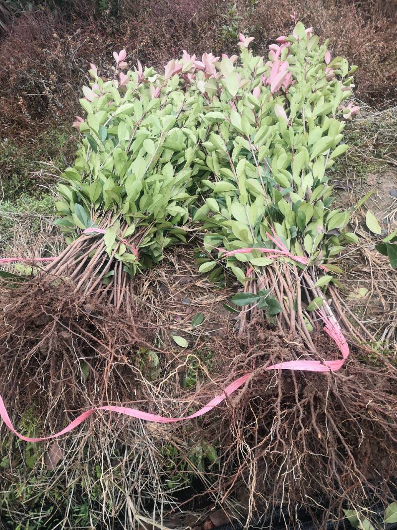 红叶石楠苗红叶石楠树桂花苗，杜鹃苗，金森女贞，红继木苗