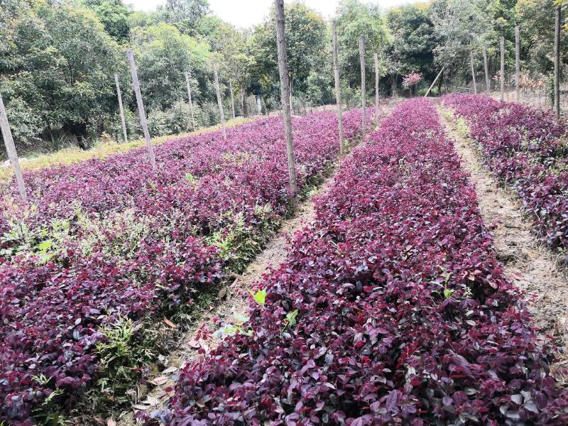 红叶石楠苗红叶石楠树桂花苗，杜鹃苗，金森女贞，红继木苗