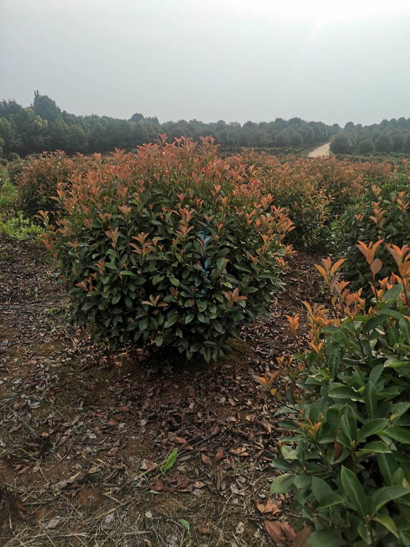 红叶石楠苗红叶石楠树桂花苗，杜鹃苗，金森女贞，红继木苗