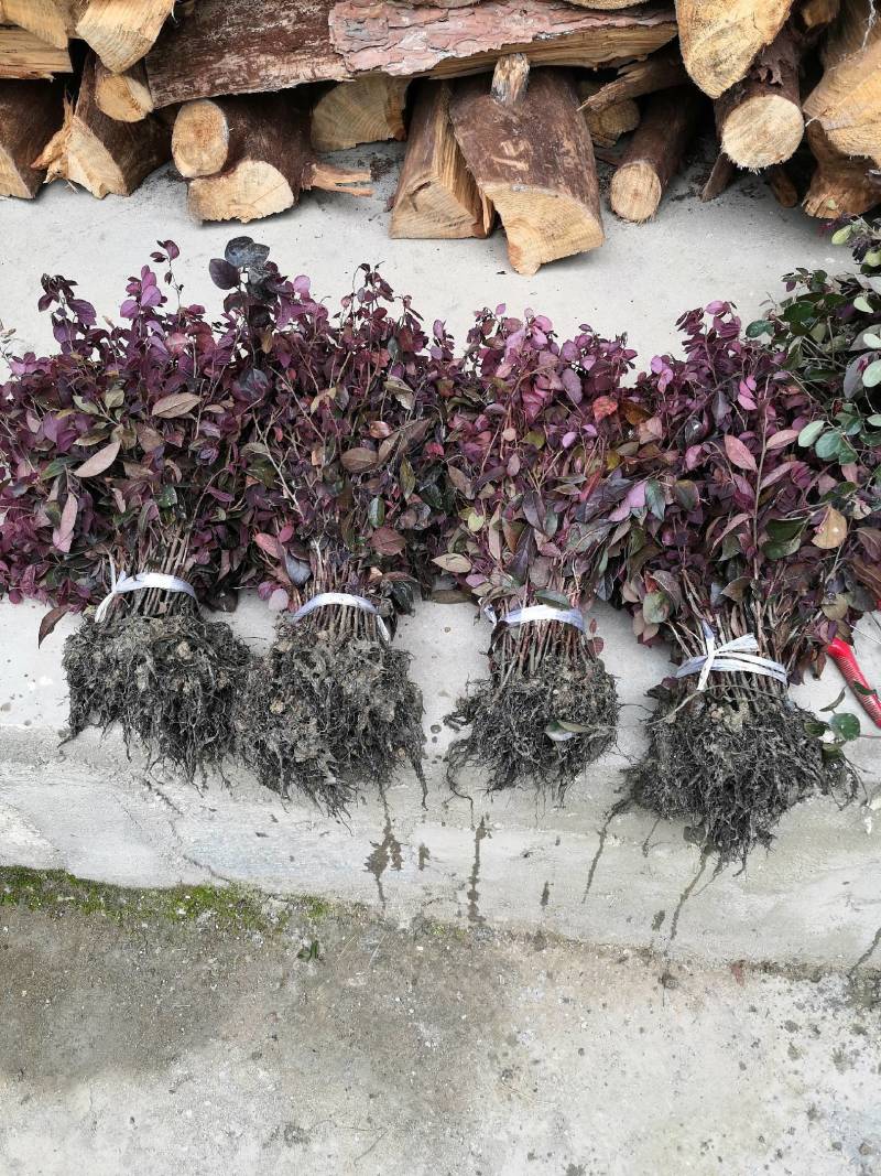 红叶石楠苗红叶石楠树桂花苗，杜鹃苗，金森女贞，红继木苗