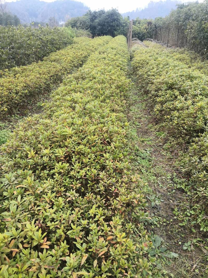 红叶石楠苗红叶石楠树桂花苗，杜鹃苗，金森女贞，红继木苗
