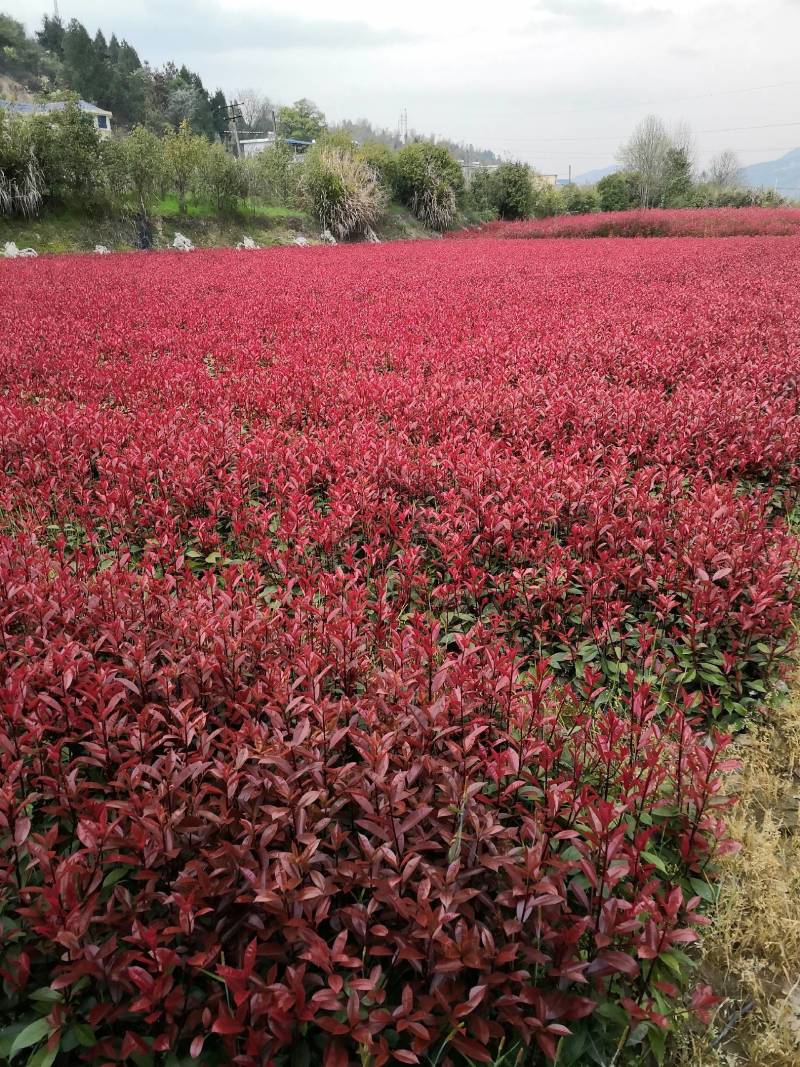 红叶石楠苗红叶石楠树桂花苗，杜鹃苗，金森女贞，红继木苗