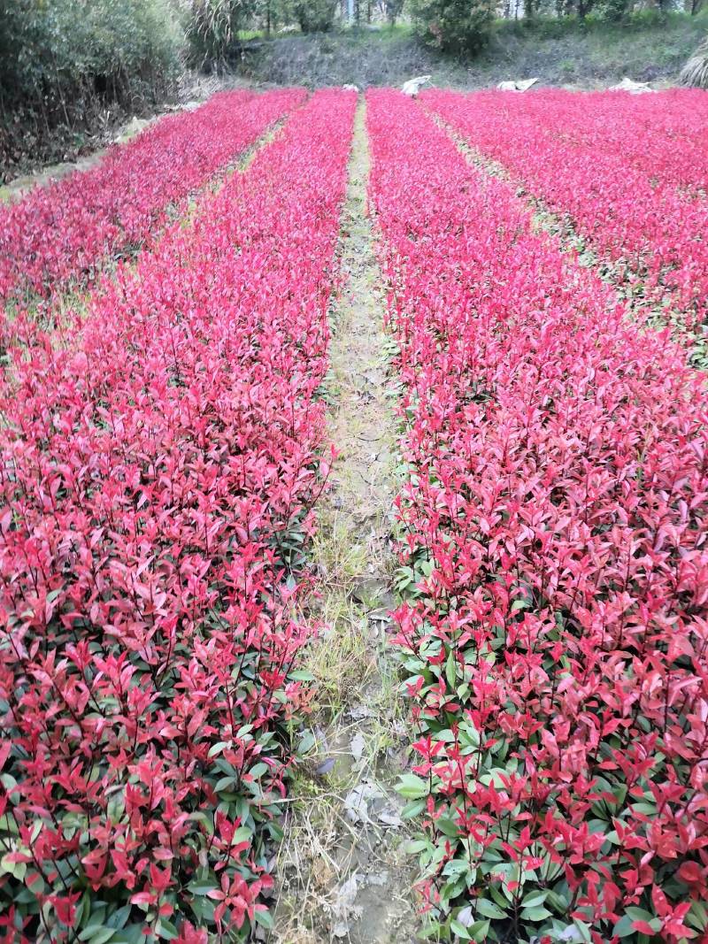 红叶石楠苗红叶石楠树桂花苗，杜鹃苗，金森女贞，红继木苗