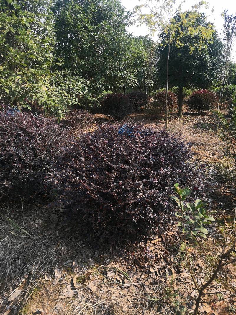 红叶石楠苗红叶石楠树桂花苗，杜鹃苗，金森女贞，红继木苗