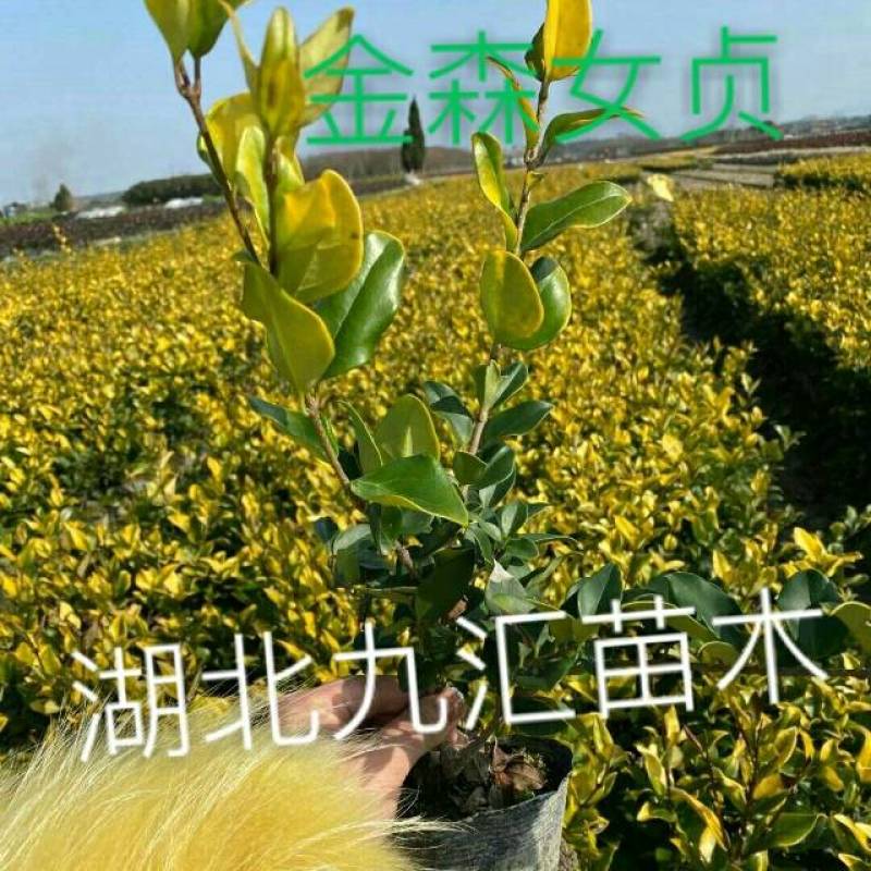 海桐毛杜鹃红花继木小叶栀子八角金盘金森女贞